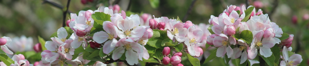 cherry blossom