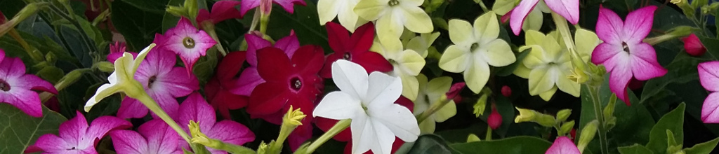 farm flowers