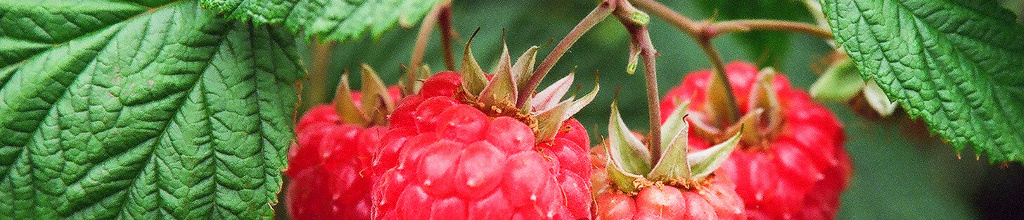 growing raspberry