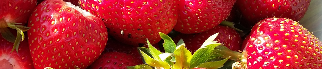 picked strawberries